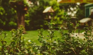 Handige tips voor tuinonderhoud in de zomer