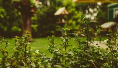 Handige tips voor tuinonderhoud in de zomer