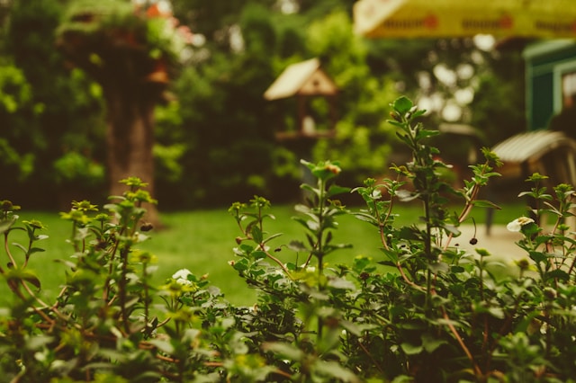 Handige tips voor tuinonderhoud in de zomer